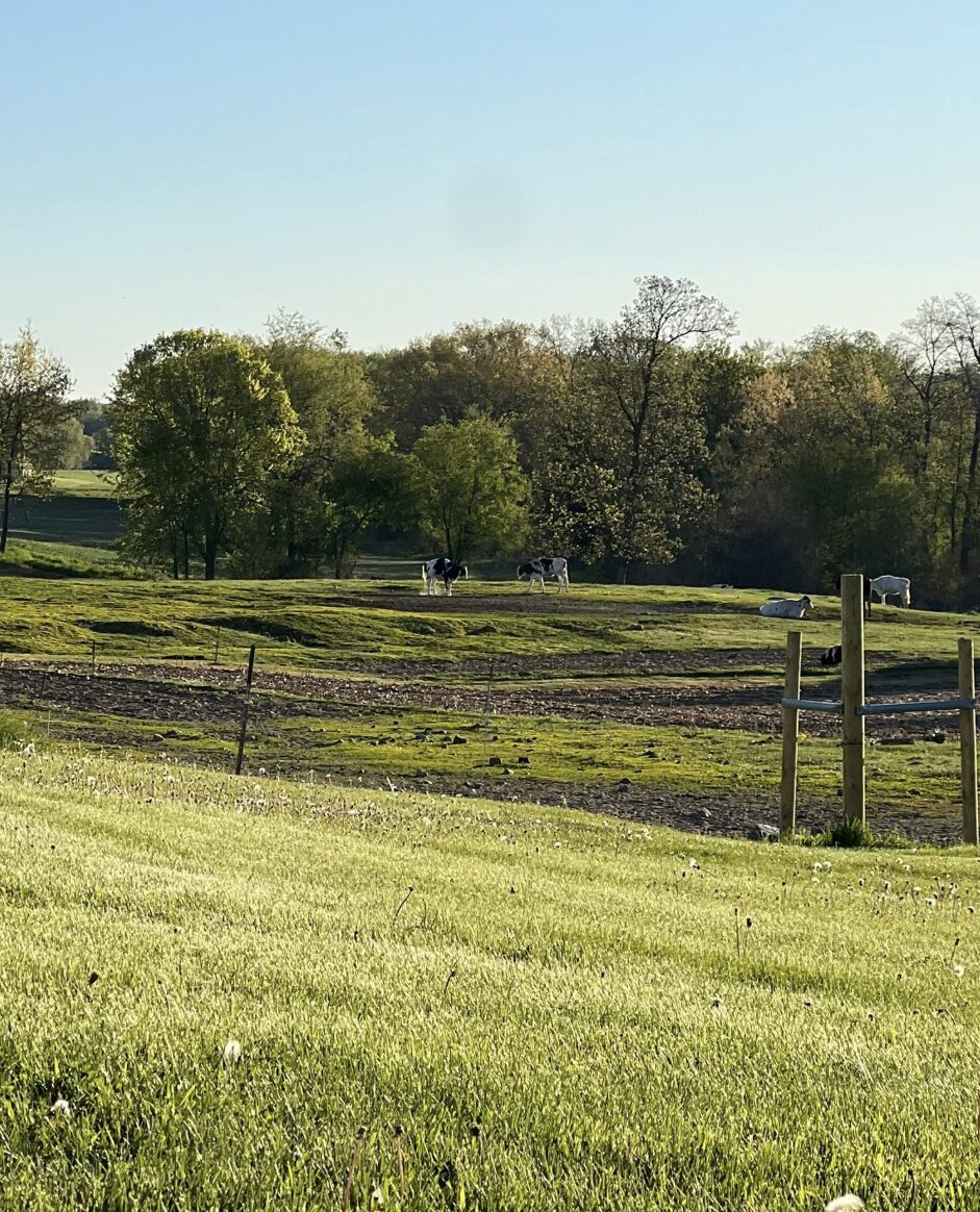Holsteins out on pasture on a spring evening
