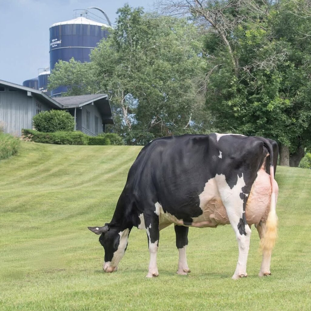 Walk-Era KD Marine EX-94 2E grazing on the farm