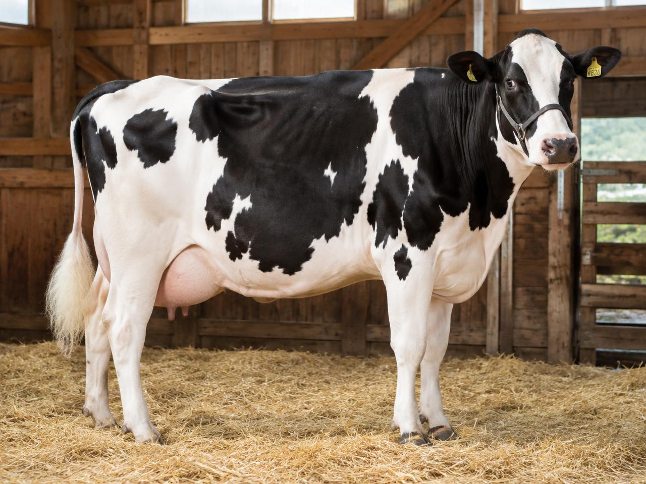 Holstein Genetics